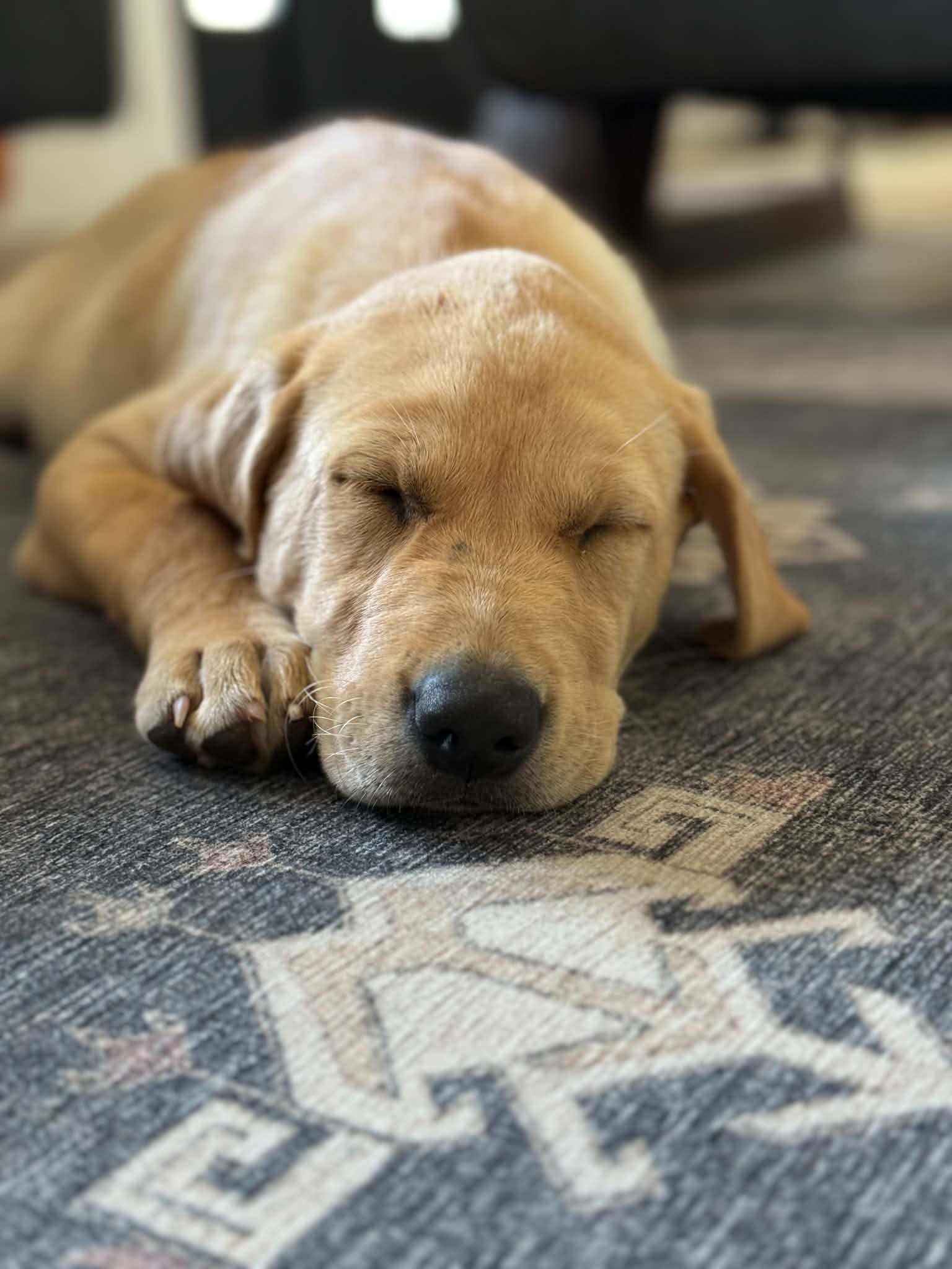 maple-sleep-7029f200