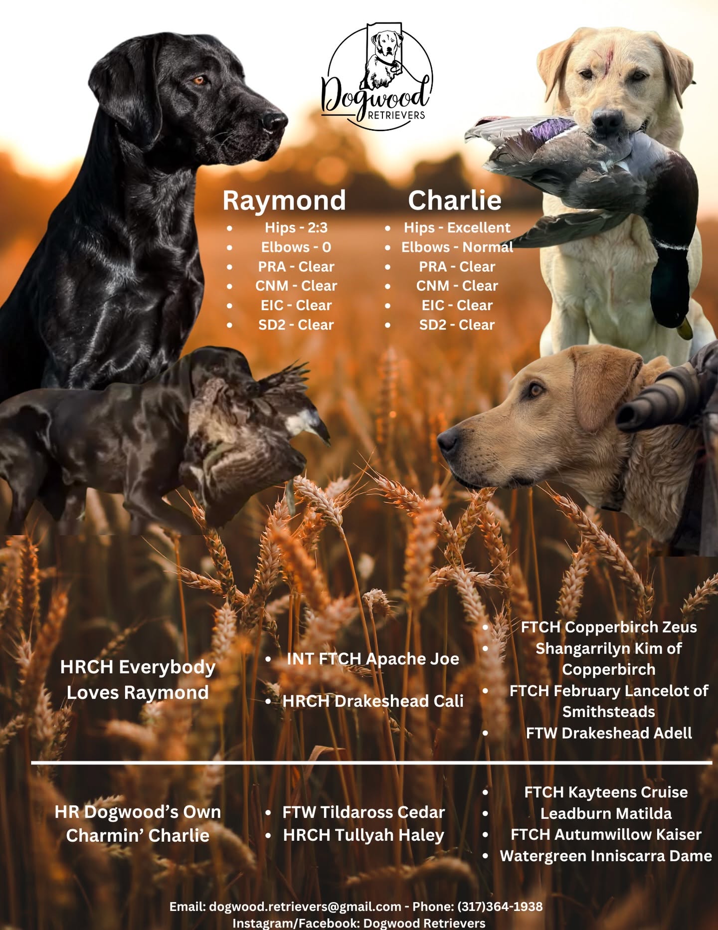pedigree-67d6bb99