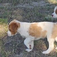 BRITTANY PUPS, Excellent Hunting Line! AKC