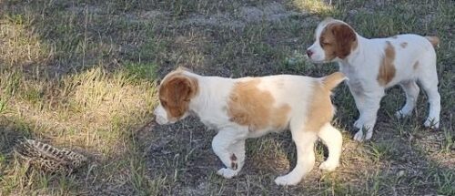 2-brandy-pup-pointing-ada171a9