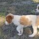 BRITTANY PUPS, Excellent Hunting Line! AKC