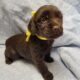 Boykin Spaniel Puppies