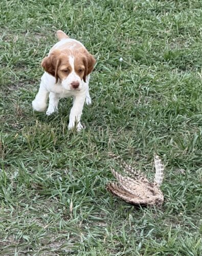 image_1-dog1-8ed2b913