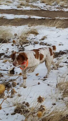 max-hunting-on-point-c7d00bfc