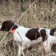 Champion bloodline champion show dog brittany puppies
