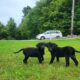 CKC Registered Lab Puppies