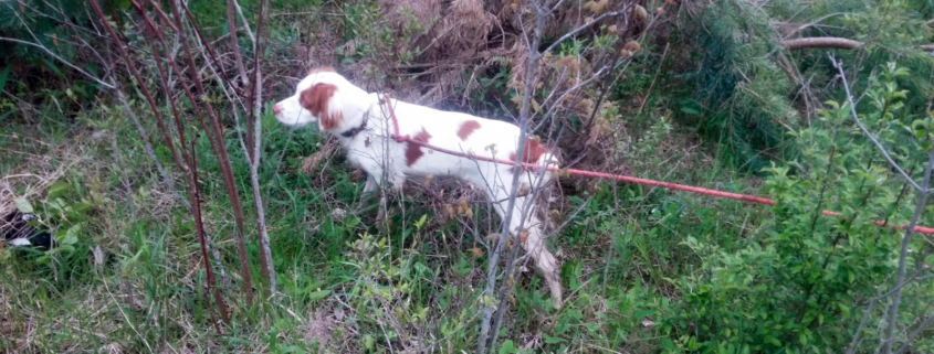 Young Brittany pointing in the brush on an orange check cord during training