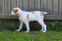 How to housebreak your puppy
