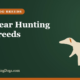 Best Bear Hunting Dog Breeds – Buy and Sell Hunting Dogs