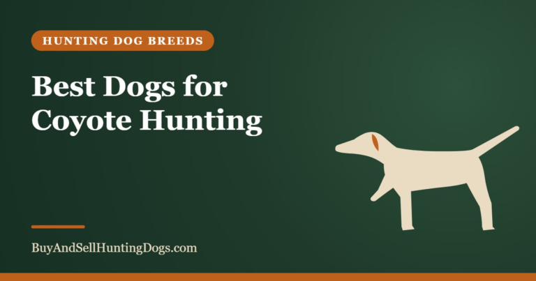 Best Dogs for Coyote Hunting – Buy and Sell Hunting Dogs