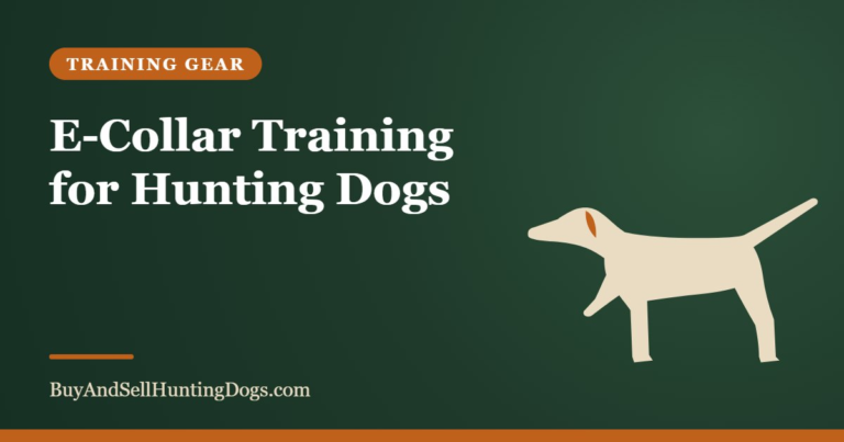 E-Collar Training for Hunting Dogs – Buy and Sell Hunting Dogs