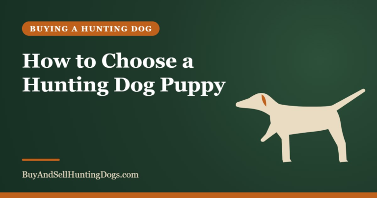 How to Choose a Hunting Dog Puppy – Buy and Sell Hunting Dogs