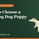 How to Choose a Hunting Dog Puppy – Buy and Sell Hunting Dogs