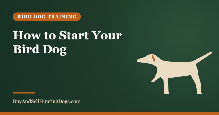 How to Start Your Bird Dog – Buy and Sell Hunting Dogs