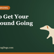 How to Get Your Coonhound Going – Buy and Sell Hunting Dogs