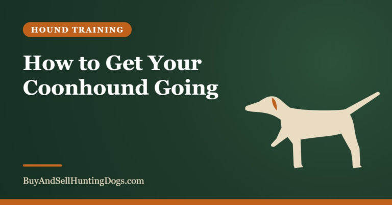 How to Get Your Coonhound Going – Buy and Sell Hunting Dogs