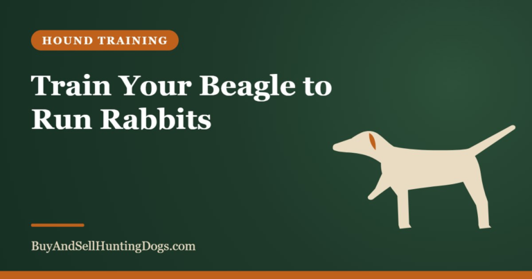 Train Your Beagle to Run Rabbits – Buy and Sell Hunting Dogs
