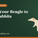 Train Your Beagle to Run Rabbits – Buy and Sell Hunting Dogs