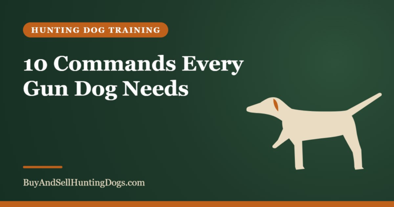 10 Commands Every Gun Dog Needs – Buy and Sell Hunting Dogs