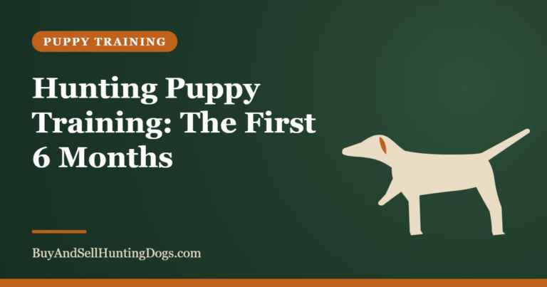 Hunting Puppy Training: The First 6 Months – Buy and Sell Hunting Dogs