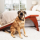 This Wood Bedside Ramp is an attractive, effortless way to reach even the tallest beds.