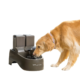 Outdoor Dog Fountain