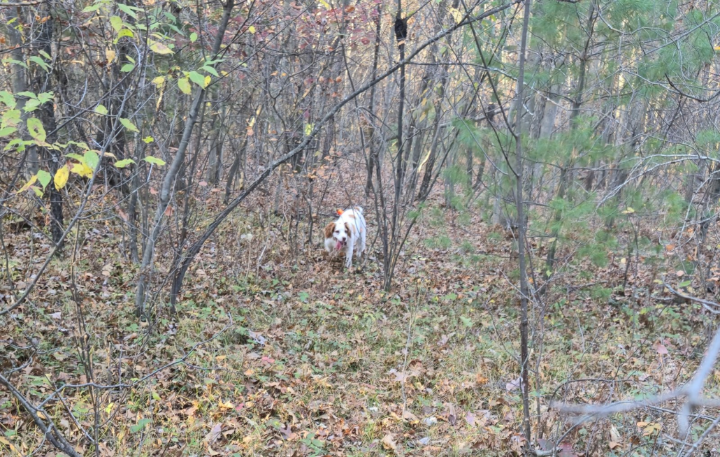 Brittany Lily on point in the October hardwoods