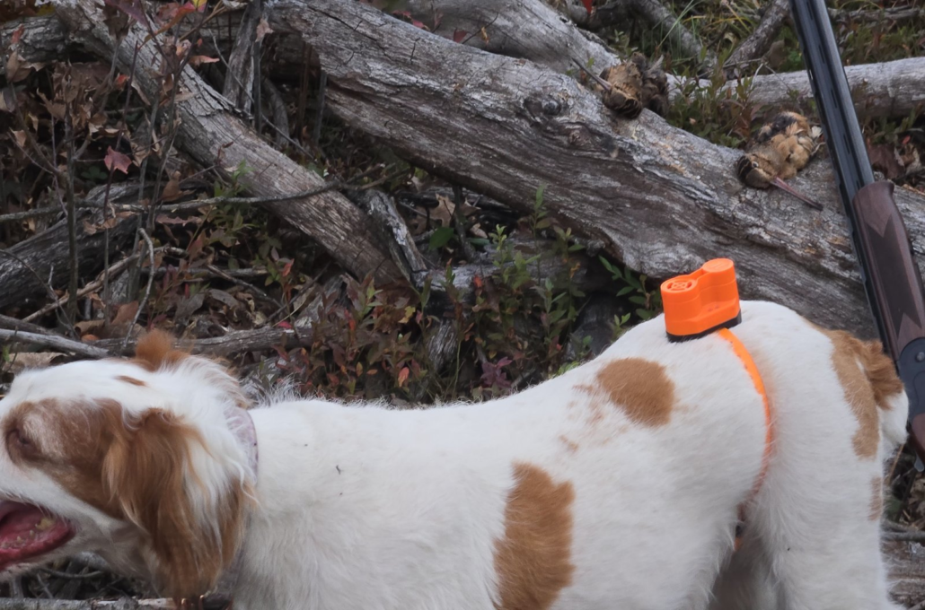 Brittany Lily wearing an orange beeper collar beside two woodcock on a log after a hunt