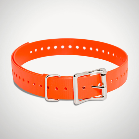 SportDOG 1 inch e-collar strap orange