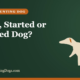 Puppy, Started or Finished Dog? – Buy and Sell Hunting Dogs