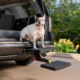 PupSTEP Hitch Step